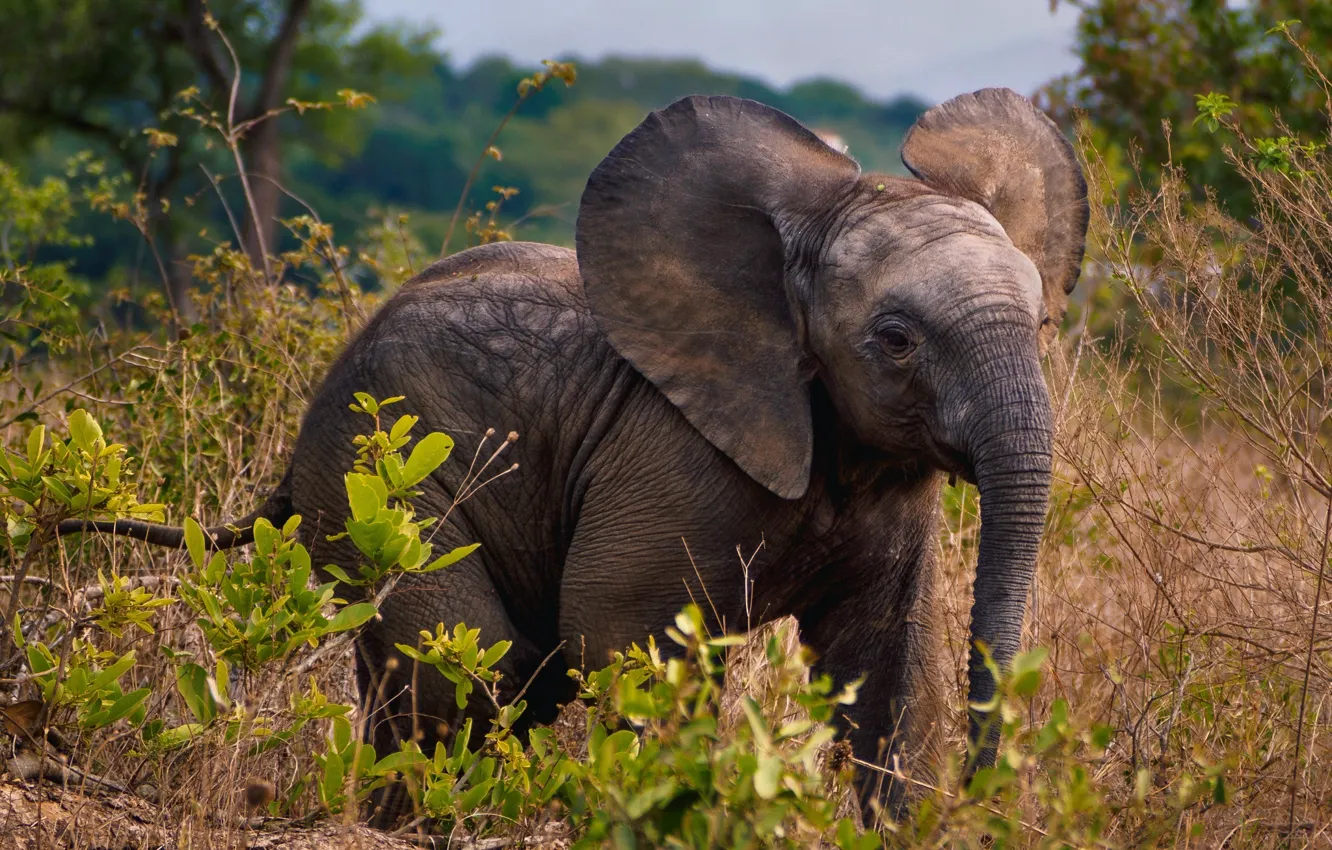 Фото обои слон, растения, Африка, савана, дикая природа