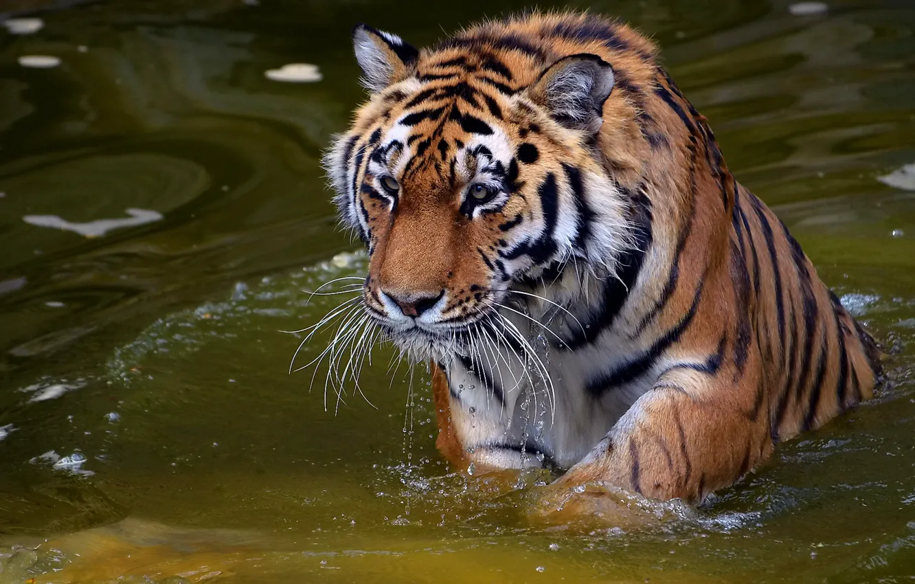 Фото обои усы, взгляд, морда, вода, капли, тигр, хищник, tiger