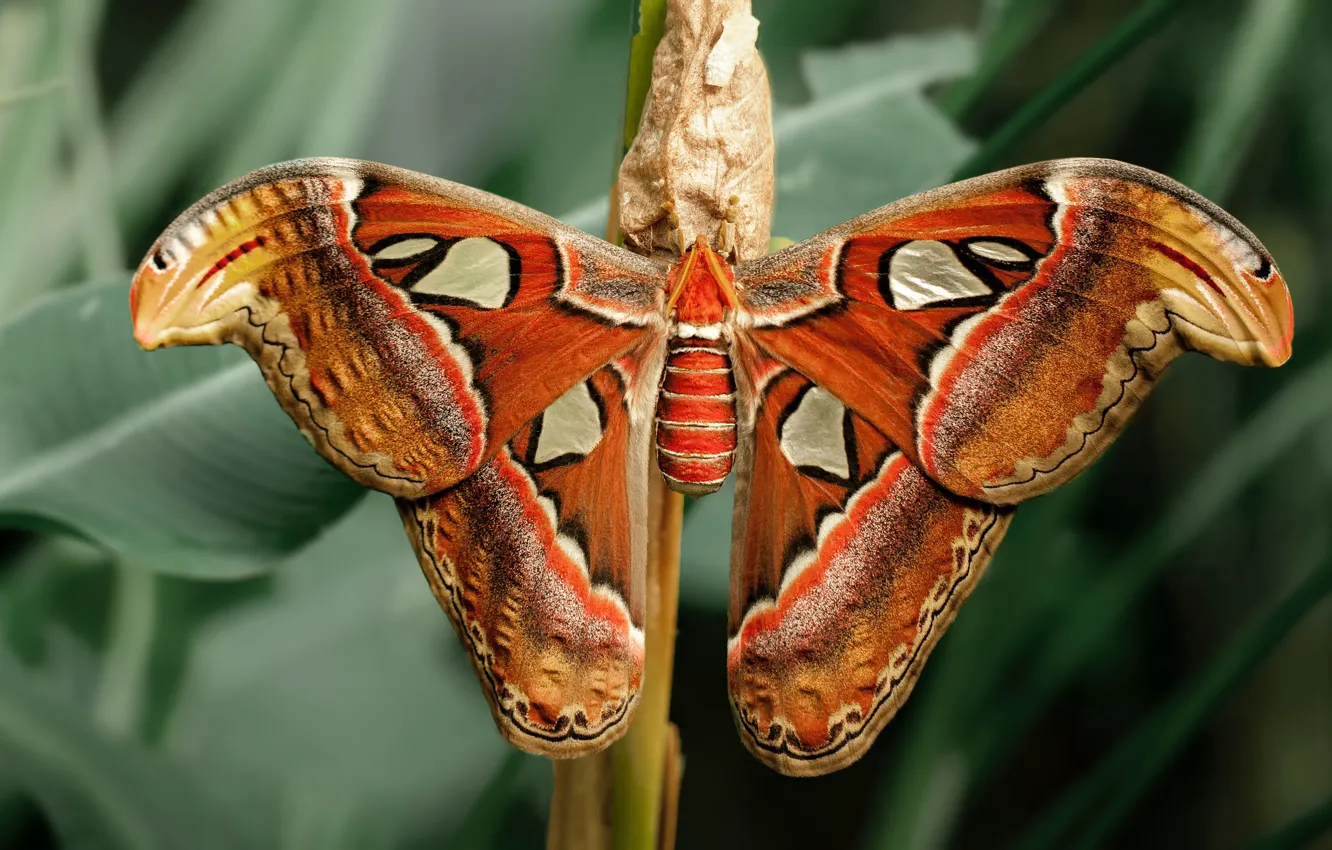 Фото обои листья, узор, бабочка, крылья, стебель, павлиноглазка
