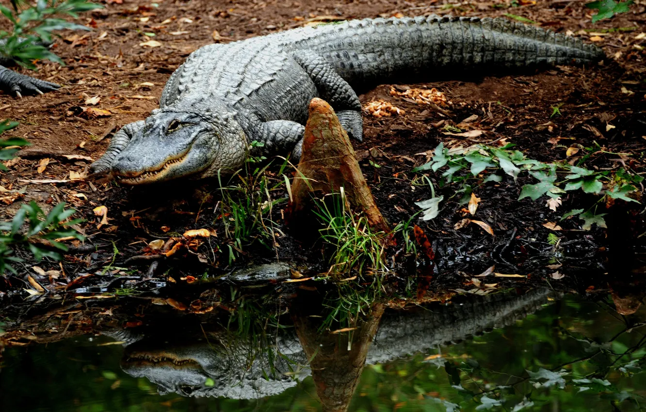 Фото обои вода, отражение, крокодил