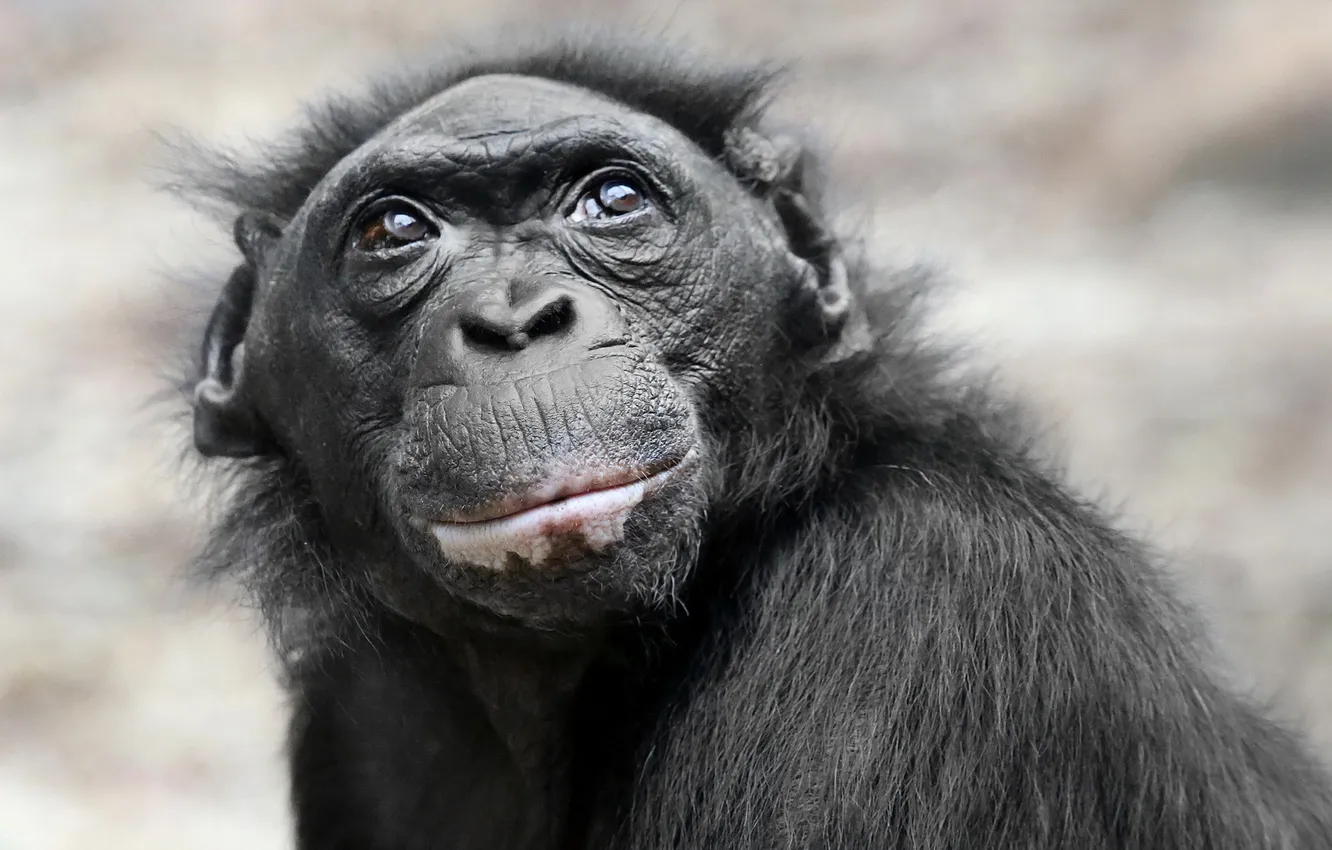 Фото обои взгляд, природа, обезьяна, pygmy chimpanzee