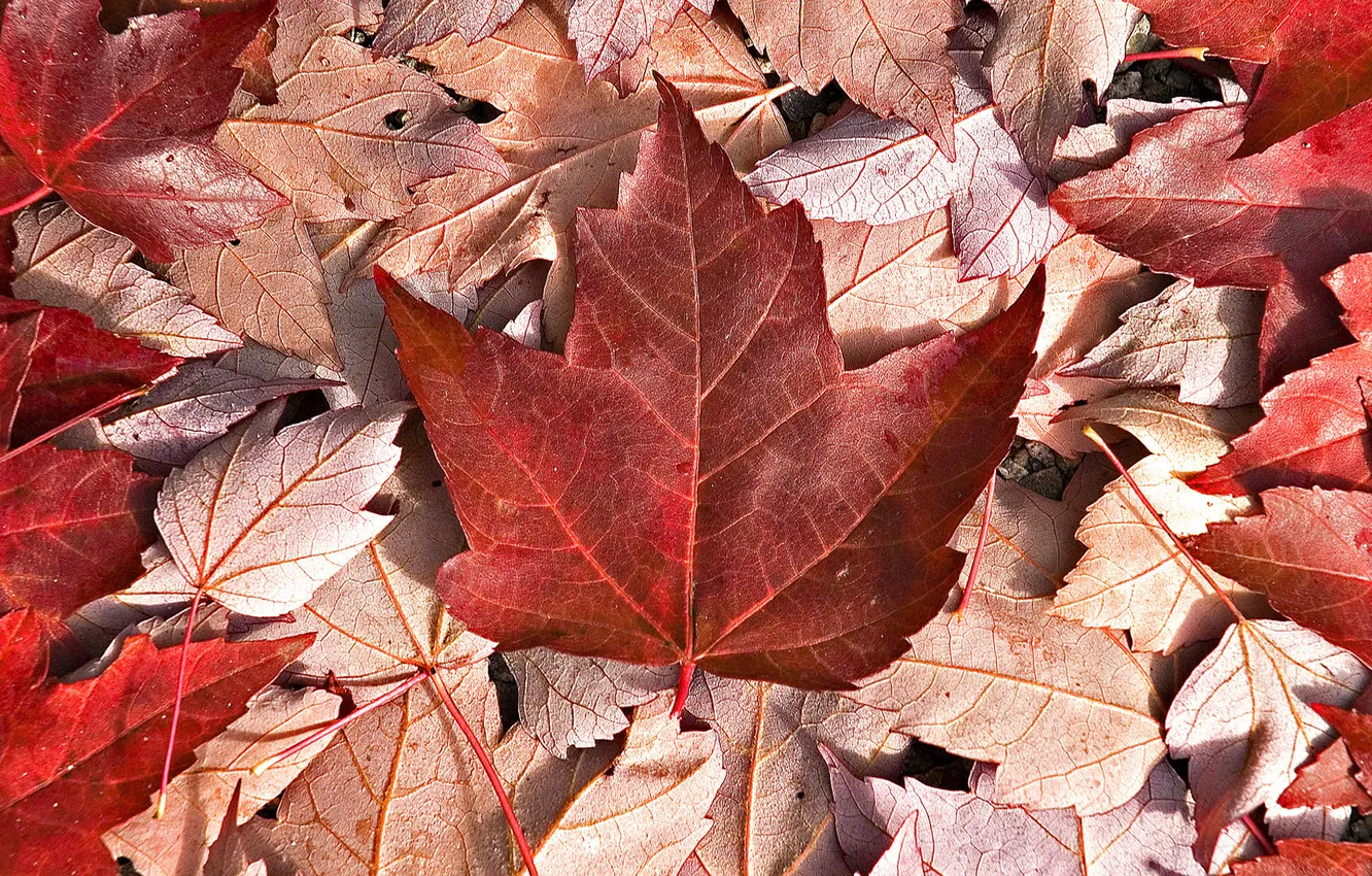 Фото обои осень, листья, макро, листва