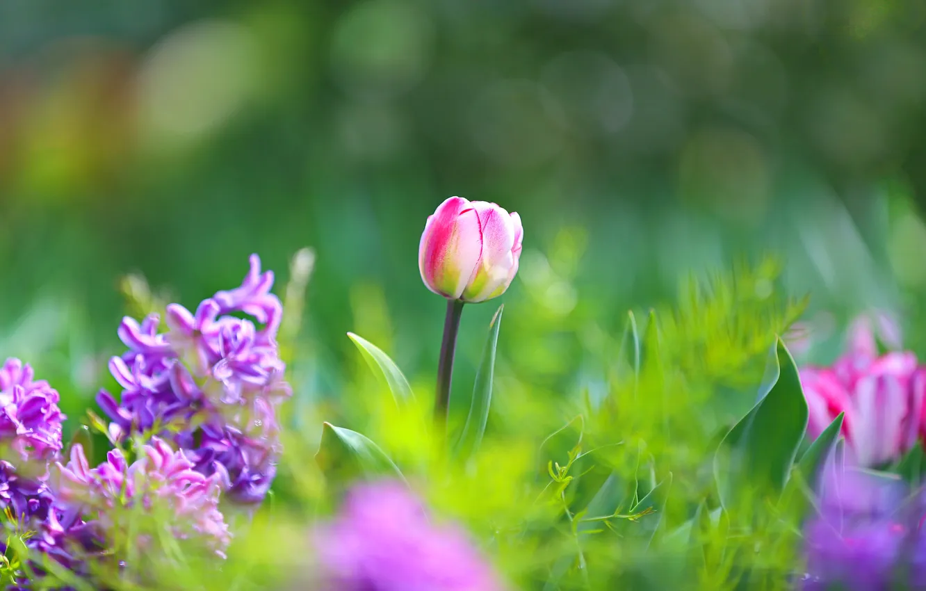 Фото обои зелень, трава, макро, цветы, весна, Тюльпаны, розовые, сиреневые