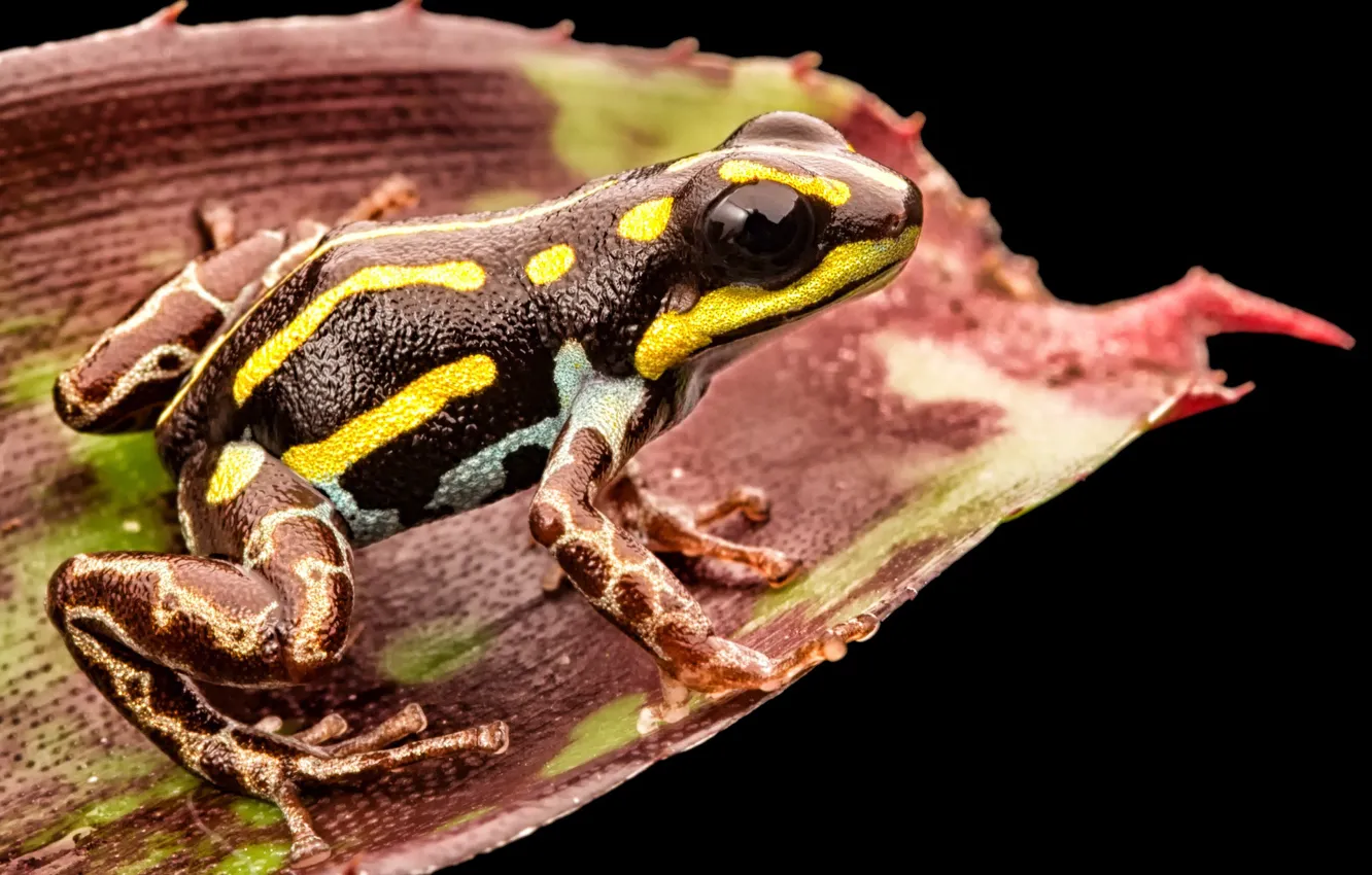 Фото обои toxic, black, yellow, frog, leaf