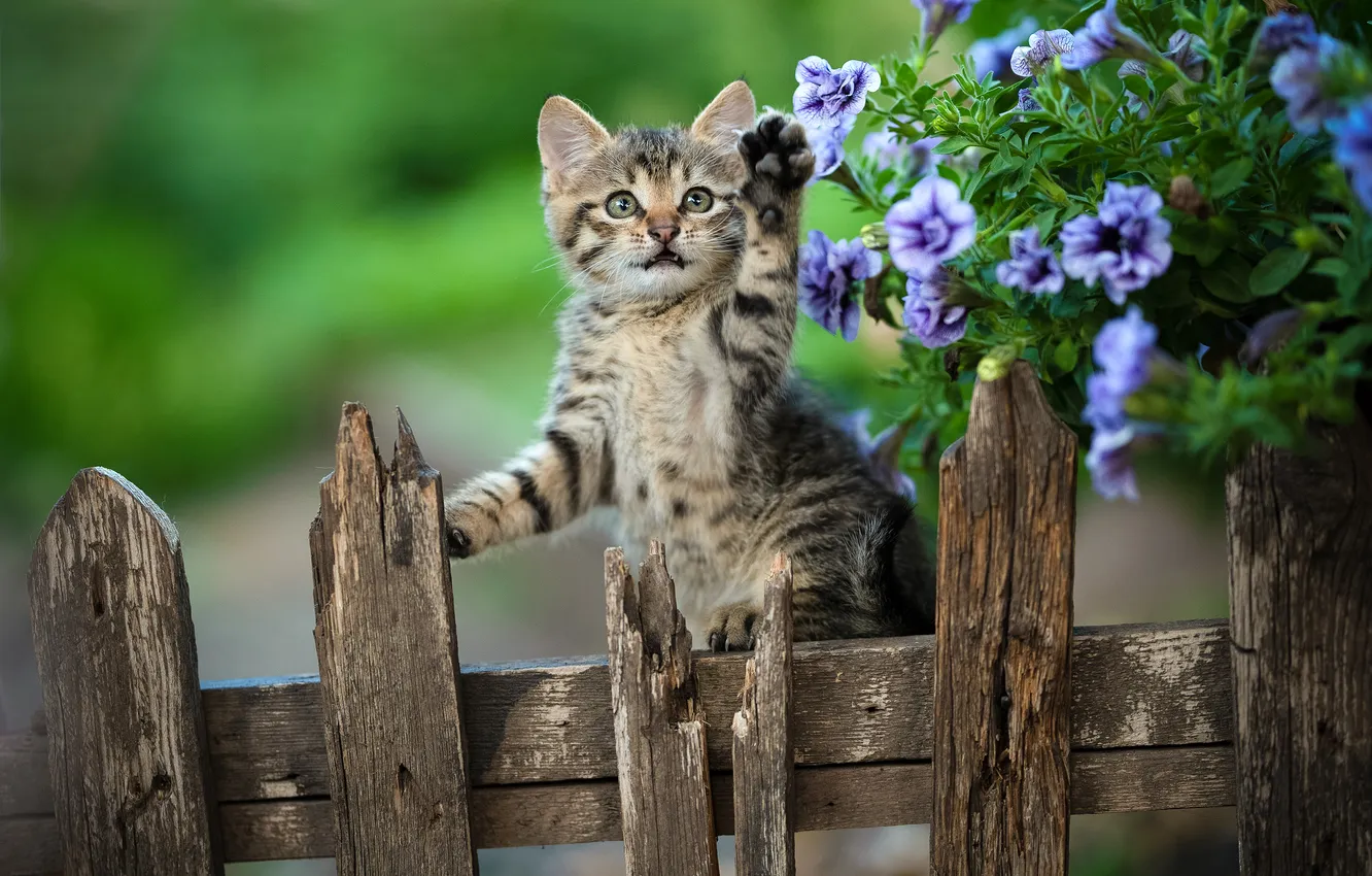 Фото обои цветы, забор, котёнок, лапка, Юрий Коротун