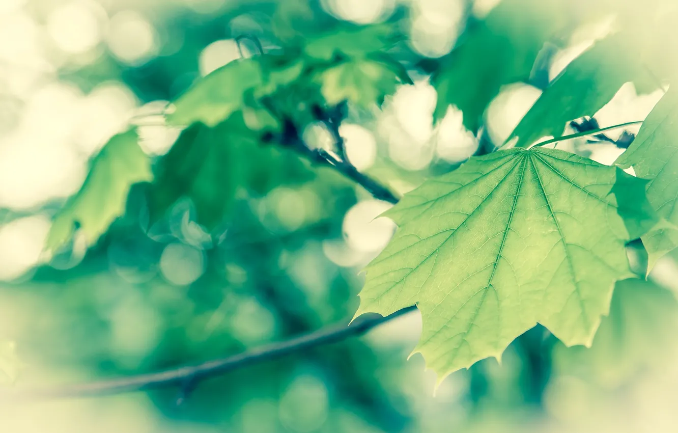 Фото обои макро, листва, весна, зеленая, ванилька