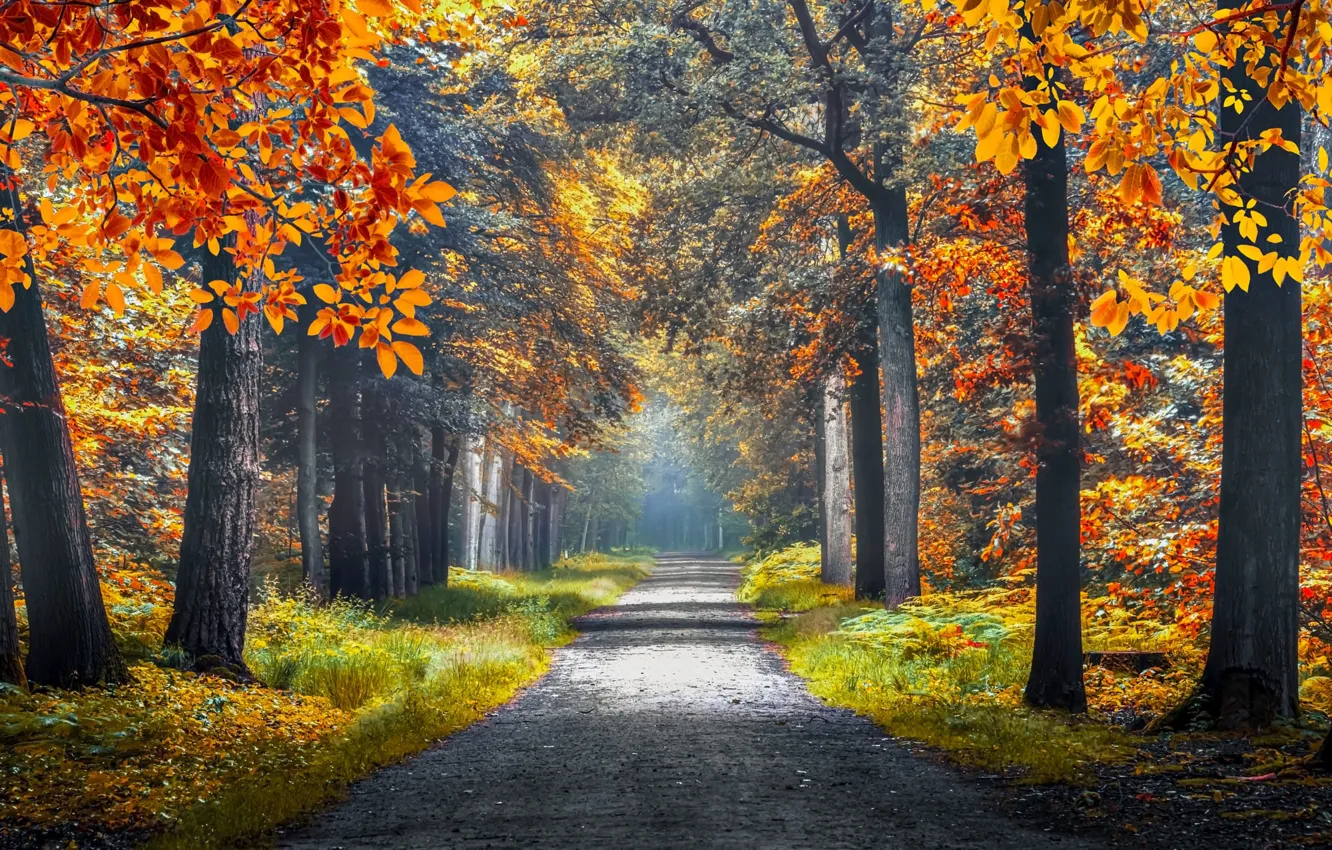 Фото обои осень, деревья, туман, парк, ветви, листва, дорожка, дымка