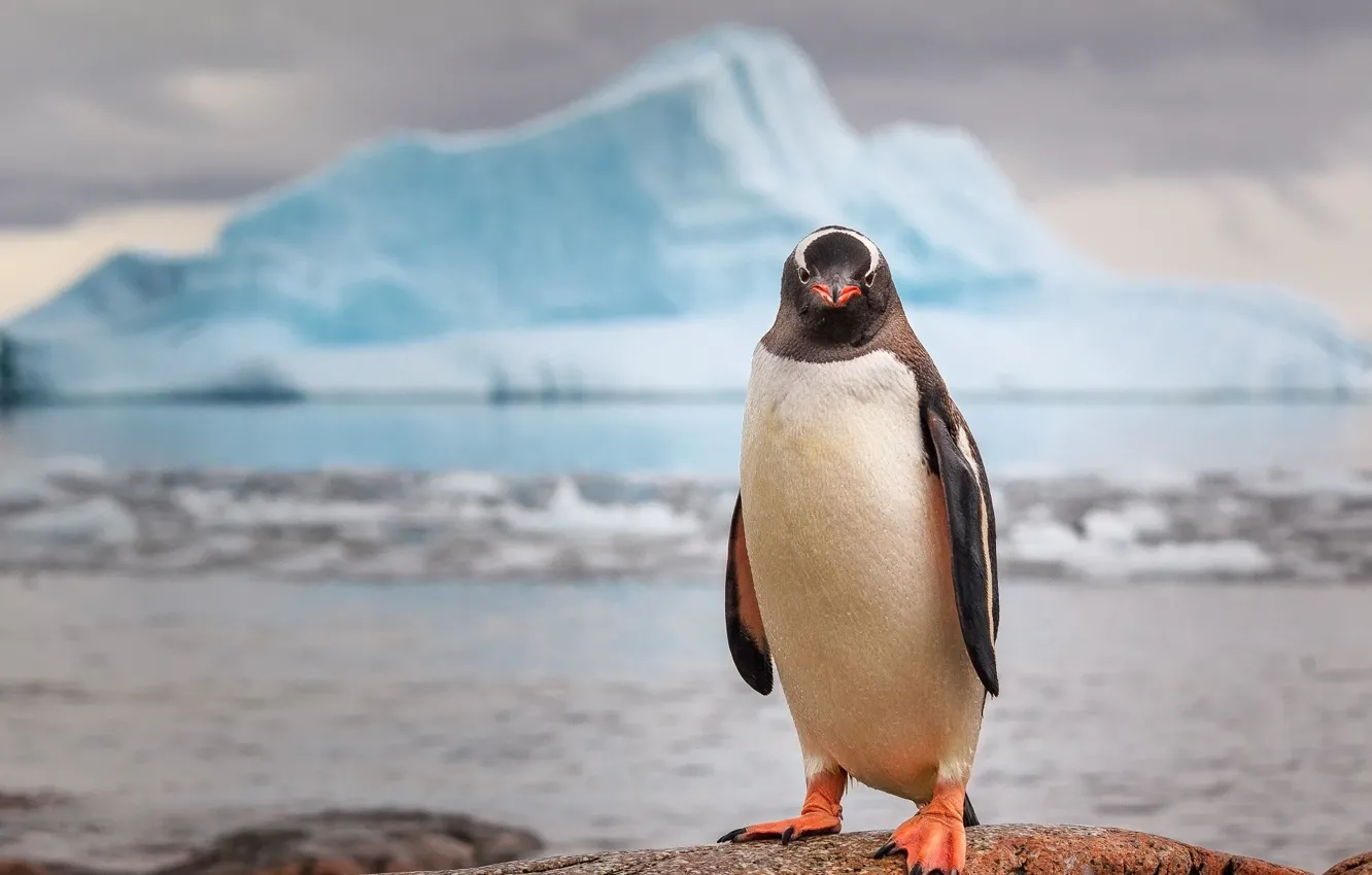 Фото обои скалы, айсберг, Антарктика, пингвин