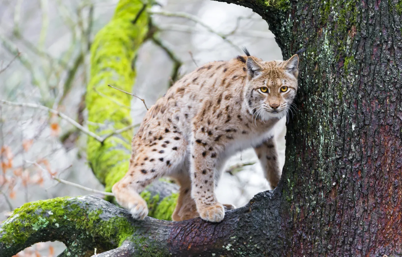 Фото обои кошка, дерево, мох, ветка, рысь, ©Tambako The Jaguar