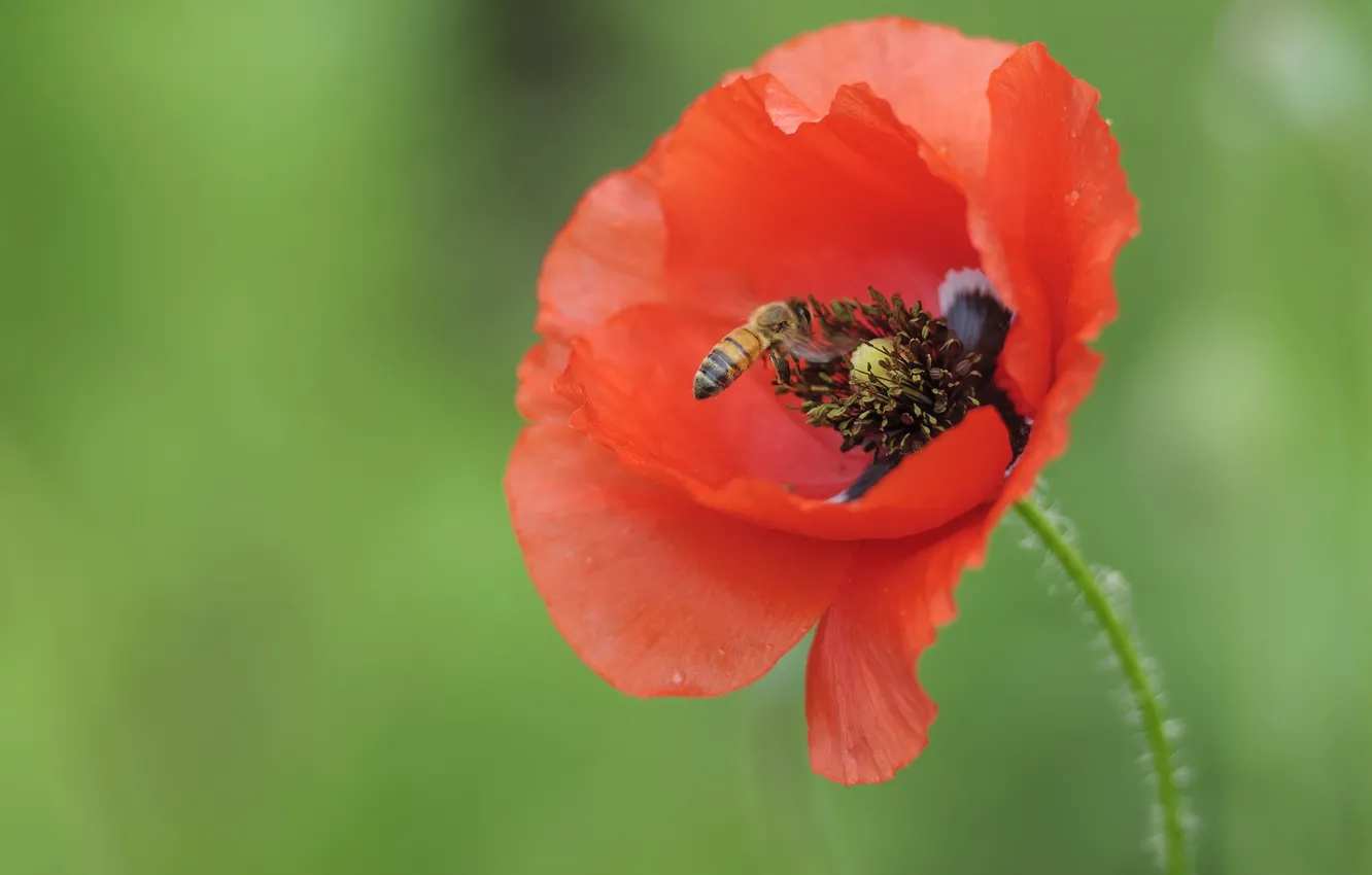 Фото обои цветок, пчела, мак, насекомое