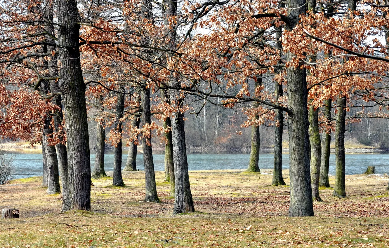 Фото обои осень, деревья, природа, парк