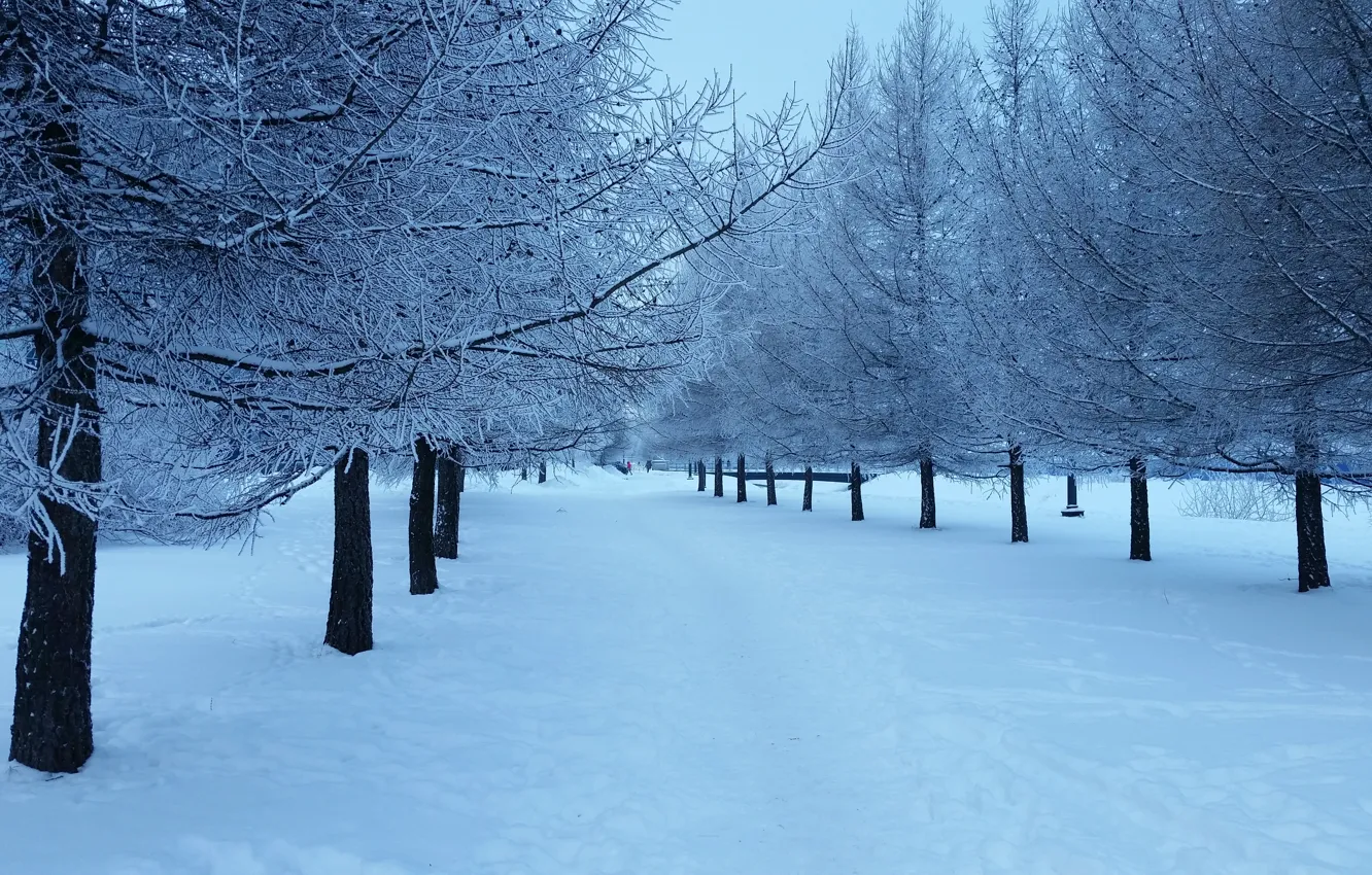 Фото обои Природа, Зима, Снег, Пейзаж, Ёлка, Ёлки, Снег на ёлке, Ёлочки