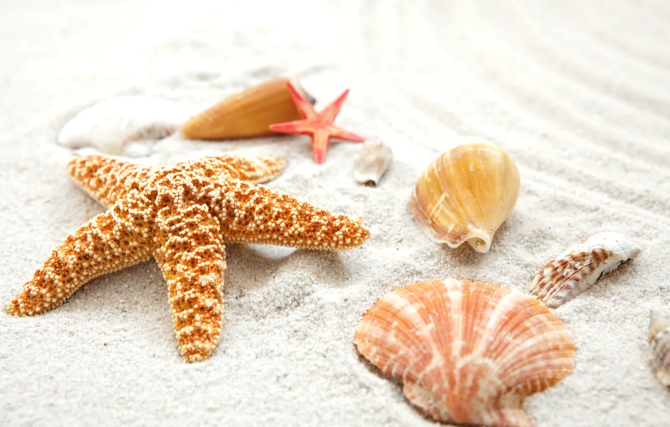 Фото обои песок, море, пляж, берег, ракушки, summer, beach, sea