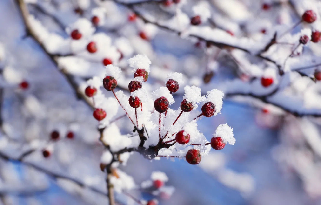 Фото обои white, winter, snow, twig