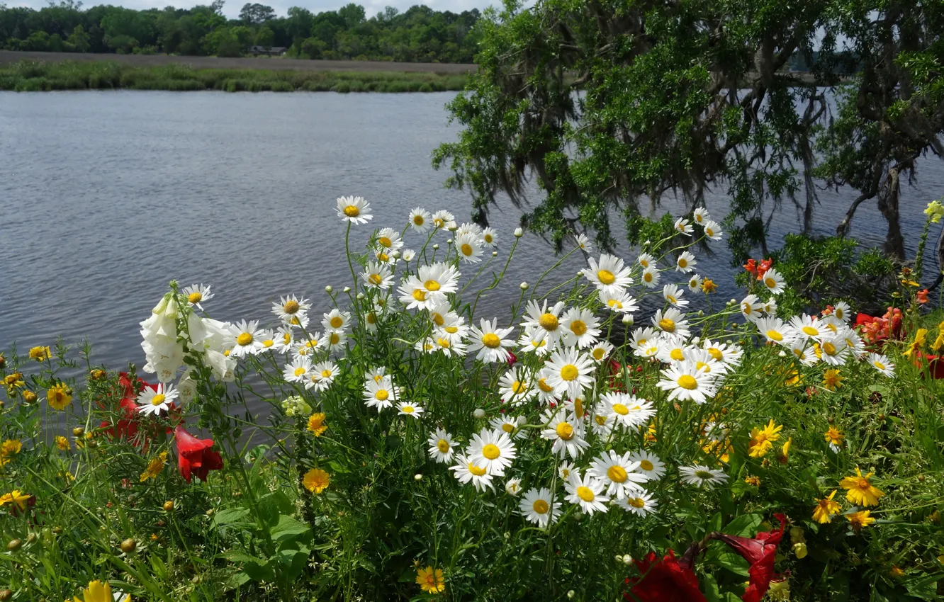 Фото обои зелень, лето, деревья, цветы, ветки, желтый, красный, озеро