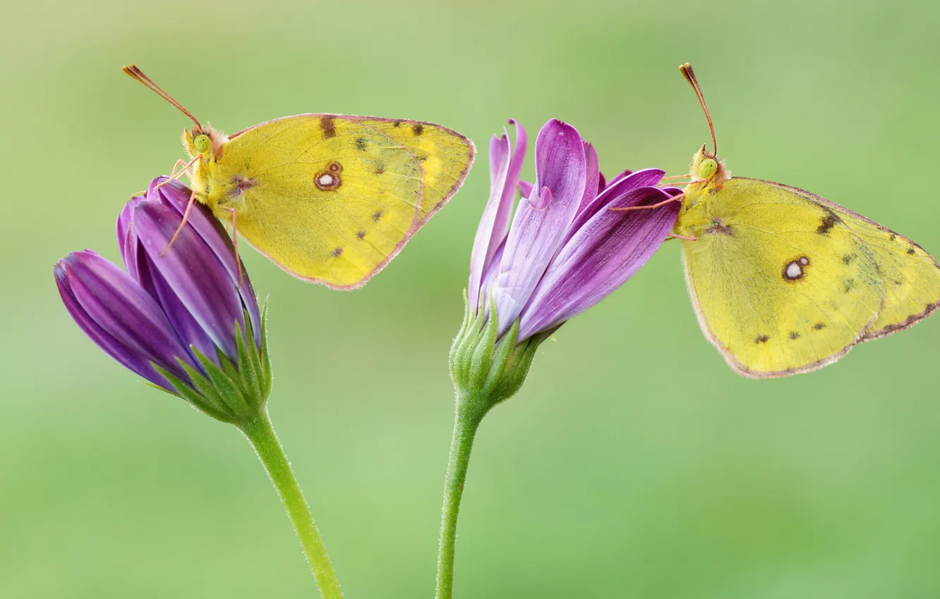 Фото обои макро, бабочки, цветы, насекомые, фон, бабочка, две, желтые