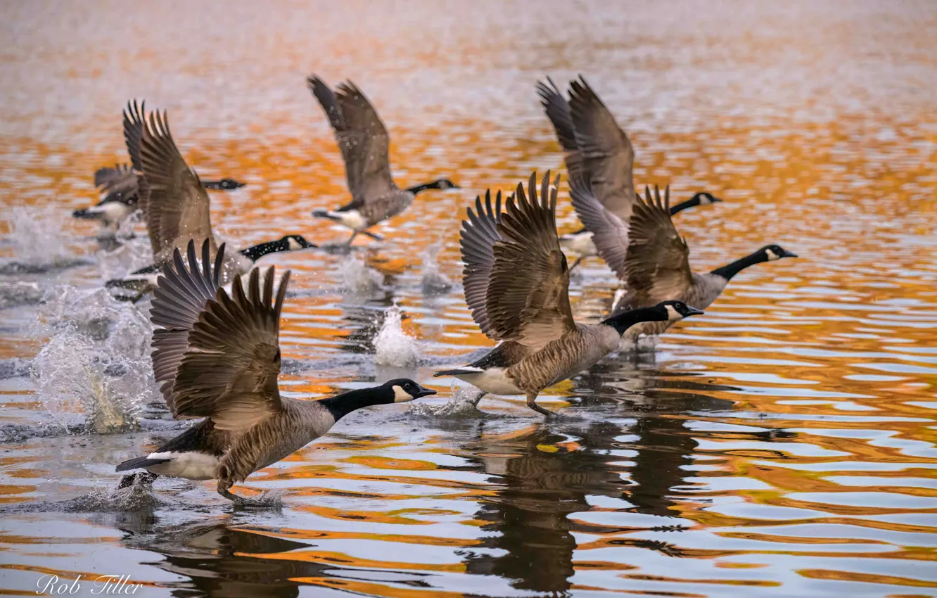 Фото обои Крылья, Взлет, Гуси, Канадский гусь, Canada goose, Branta canadensis, Delmarva peninsula, Полуостров Дельмарва