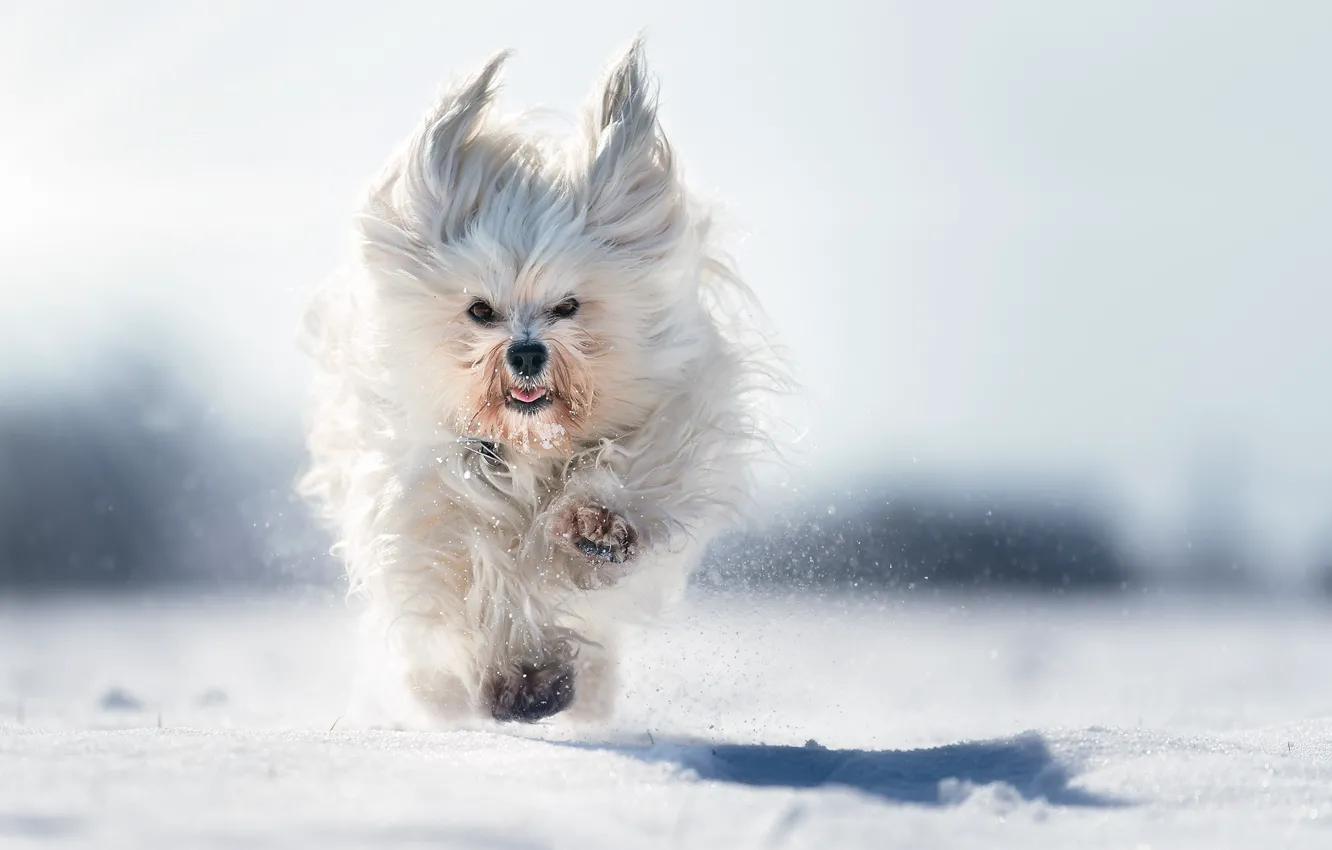 Фото обои снег, собака, бег, прогулка, боке, Гаванский бишон, лохматая