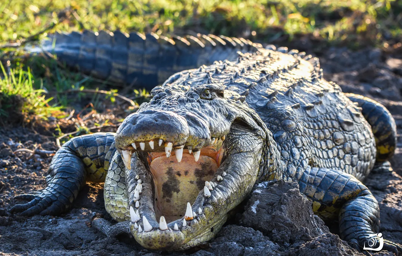 Фото обои природа, крокодил, африка