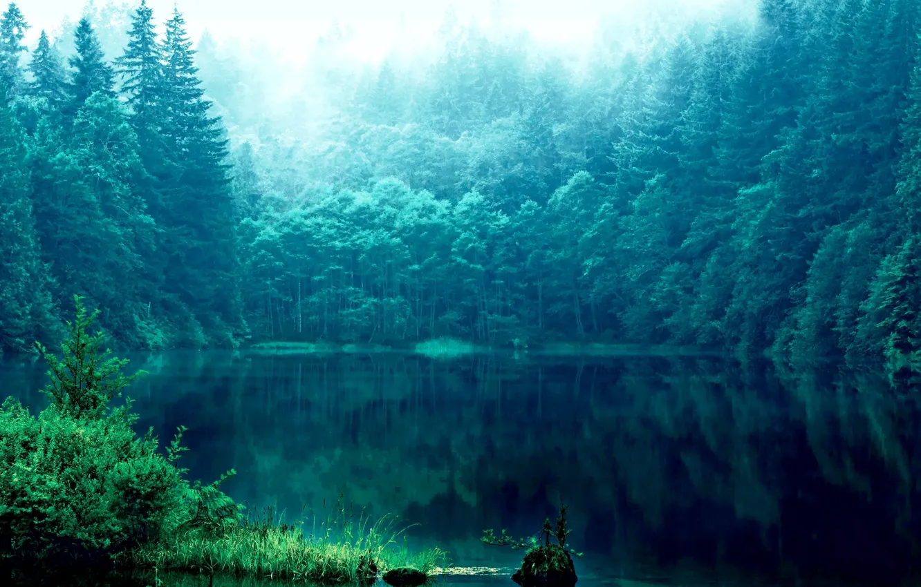 Фото обои трава, отражения, деревья, озеро, Лес