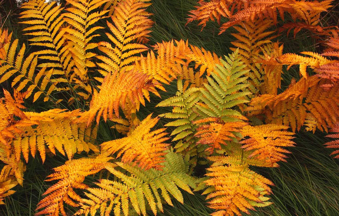 Фото обои осень, листья, растение, Канада, Ньюфаундленд