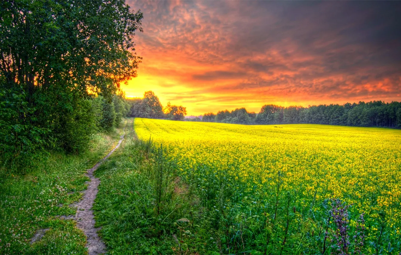 Фото обои дорога, поле, лес, трава, солнце, цветы, рассвет, утро
