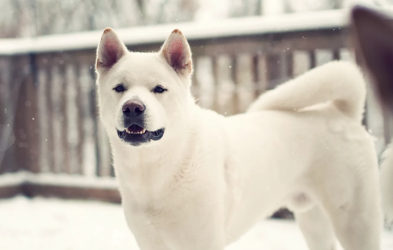 Фото обои зима, Собака, dog, лайка