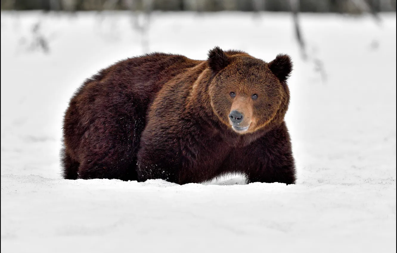 Фото обои зима, взгляд, снег, природа, медведь, сугробы, прогулка, крадется
