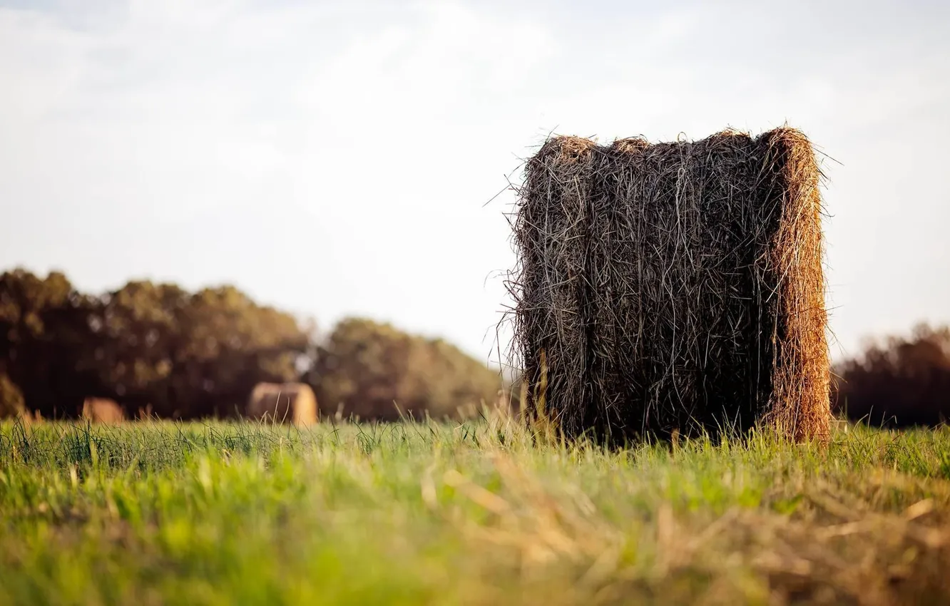 Фото обои поле, трава, Природа, тюк, стог сена