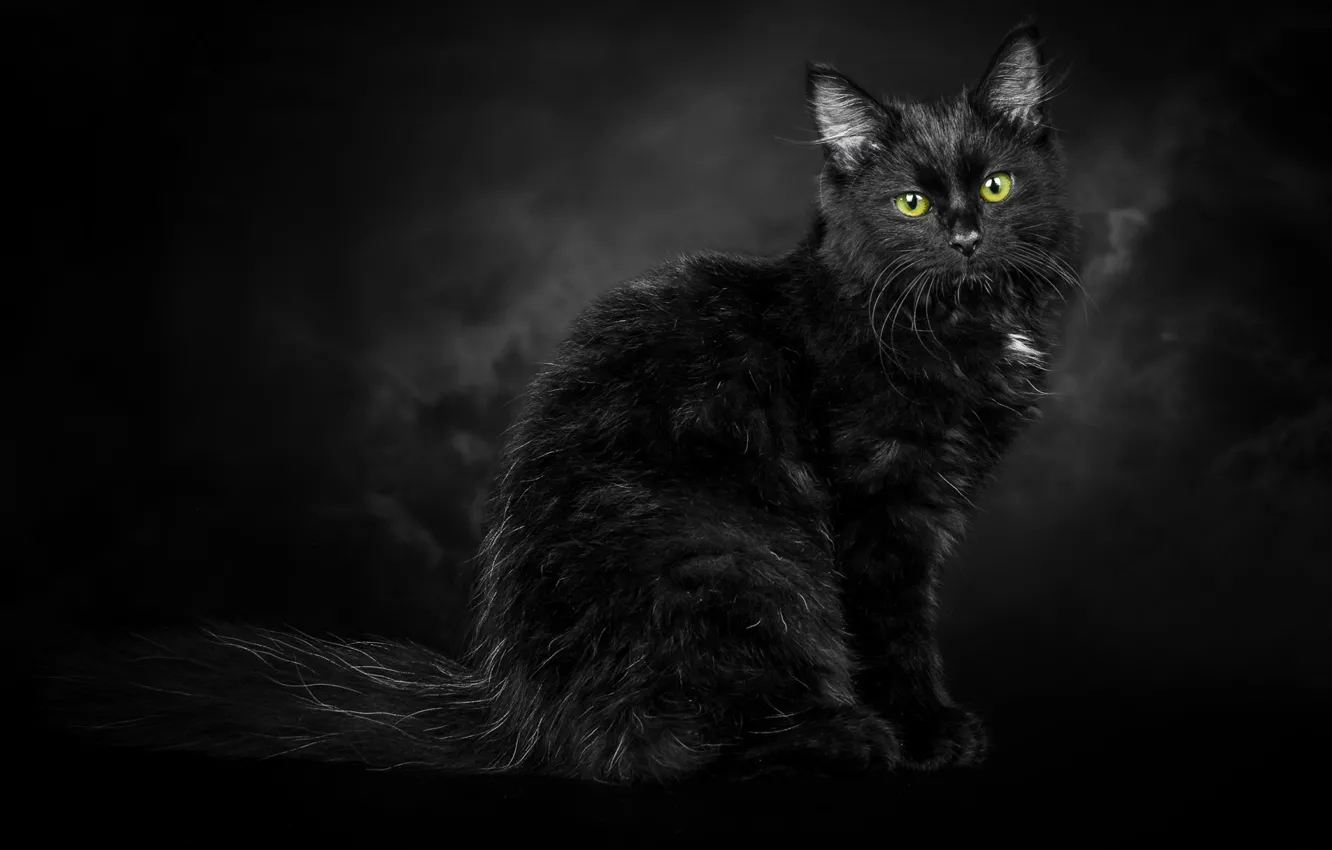Фото обои чёрный фон, зелёные глаза, чёрный кот