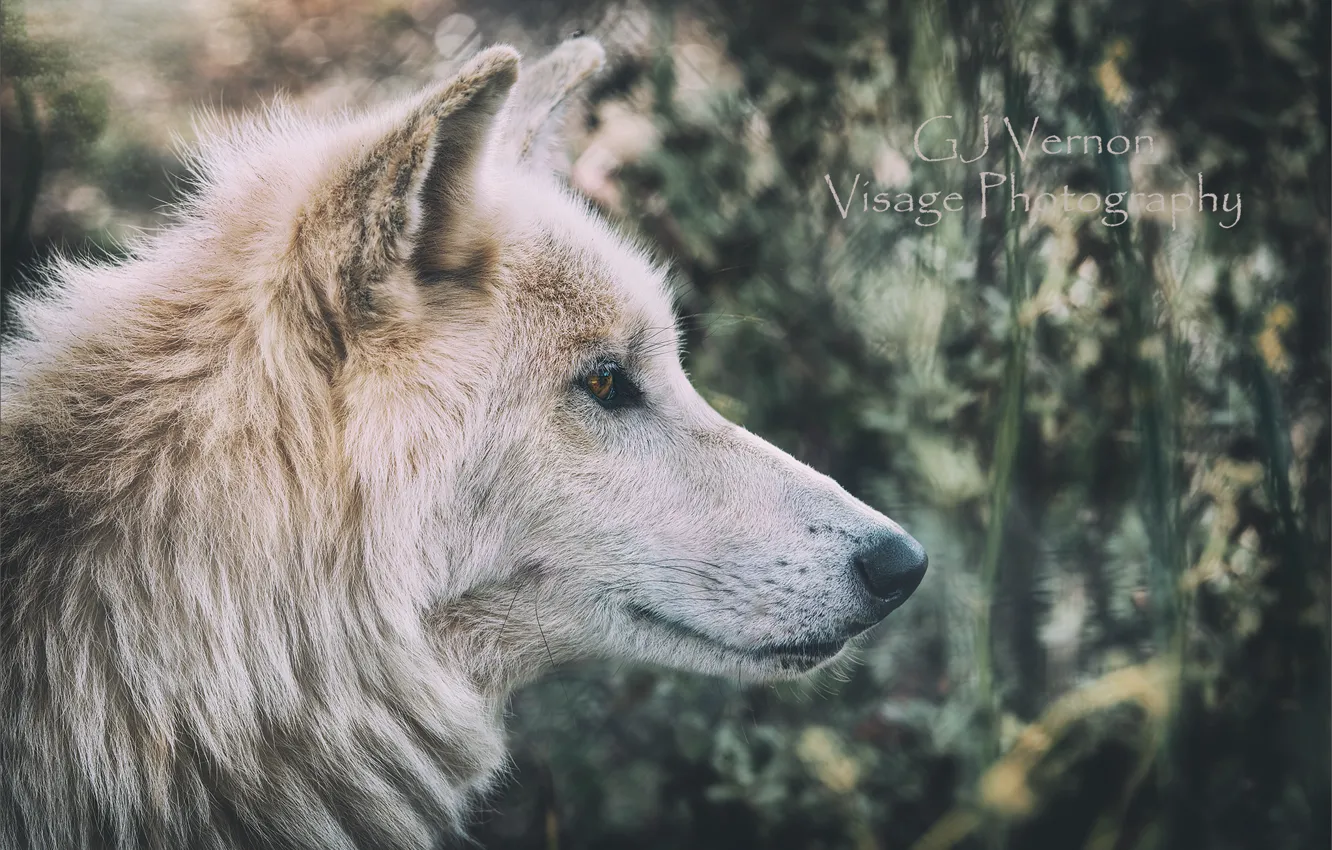 Фото обои природа, волк, GJ-Vernon