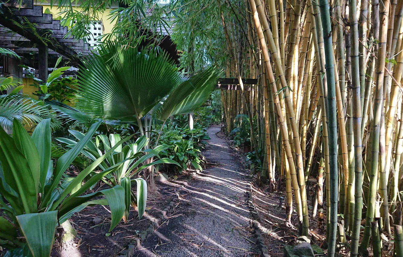 Фото обои Suriname wallpapers, Jacana wellness resort Suriname, Bamboo garden Suriname Jacana, Jacana Hotel Suriname