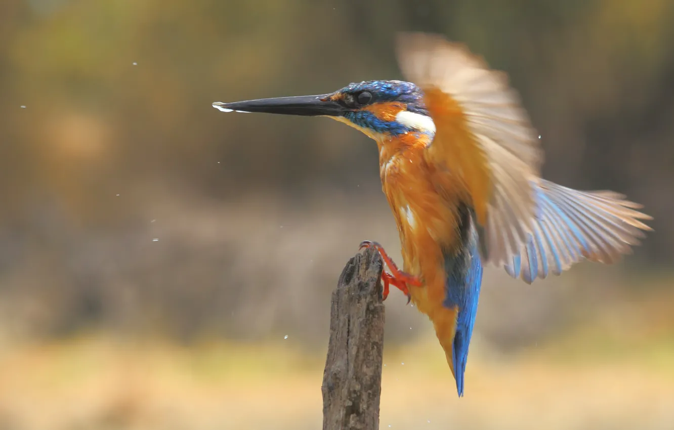 Фото обои Orange, Blue, Black, White, Wings, Beak, Eye, Drops