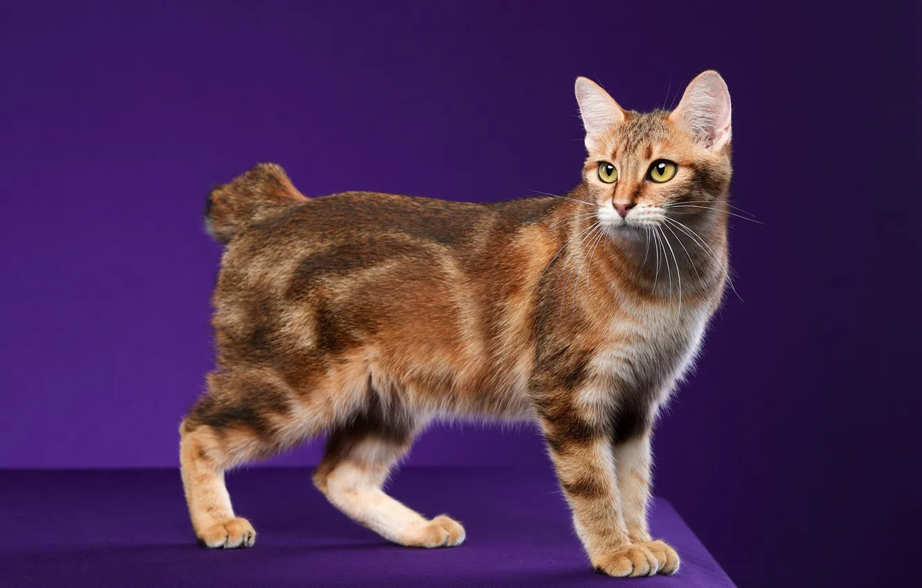Фото обои кошка, кот, взгляд, поза, рыжий, мордашка, фиолетовый фон, короткий хвост