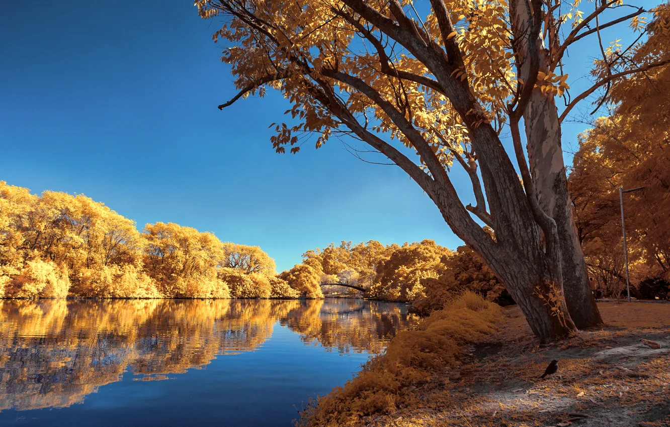 Фото обои осень, небо, деревья, пруд, парк