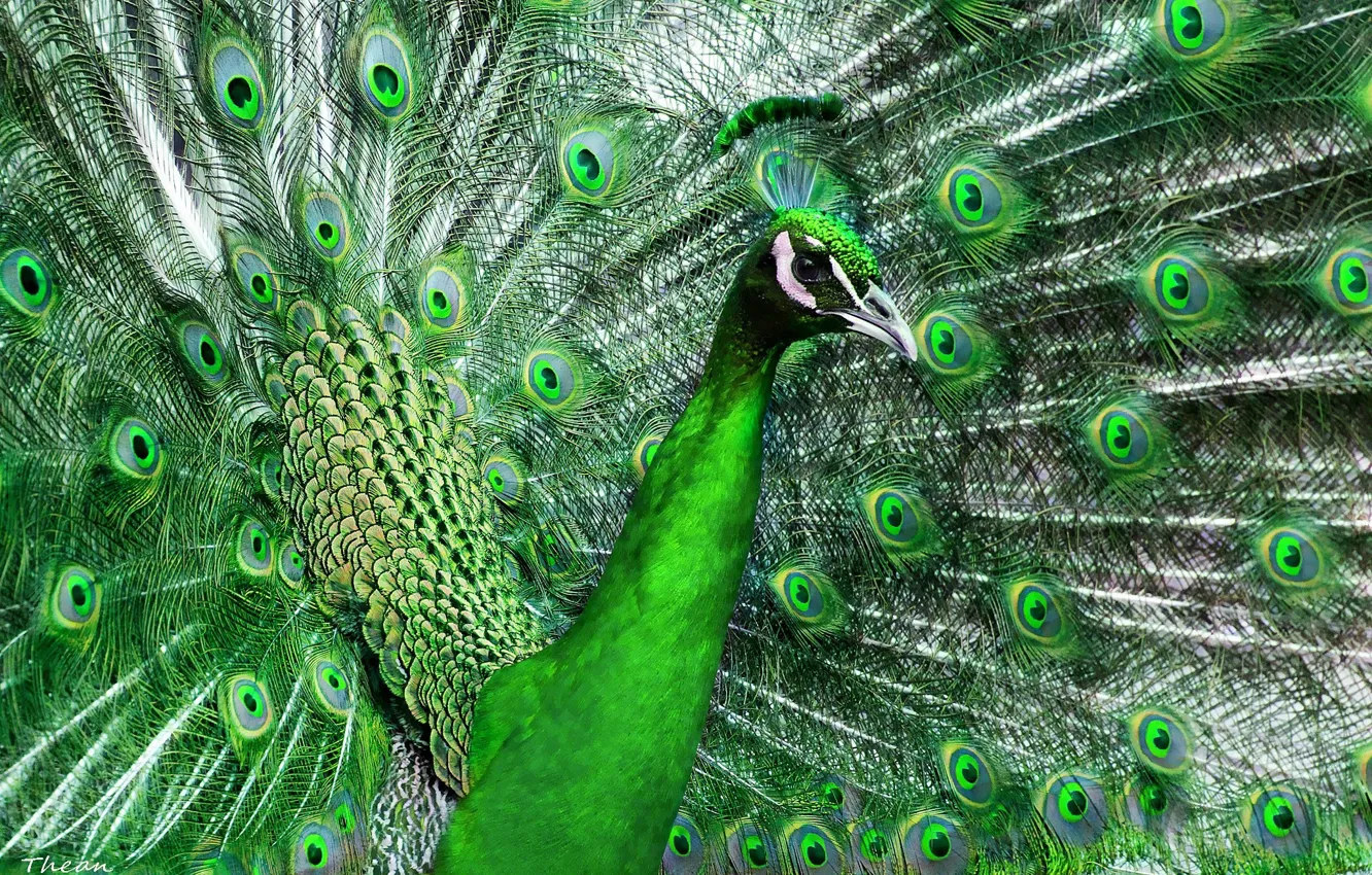 Фото обои зеленый, птица, перья, хвост, павлин, красивый