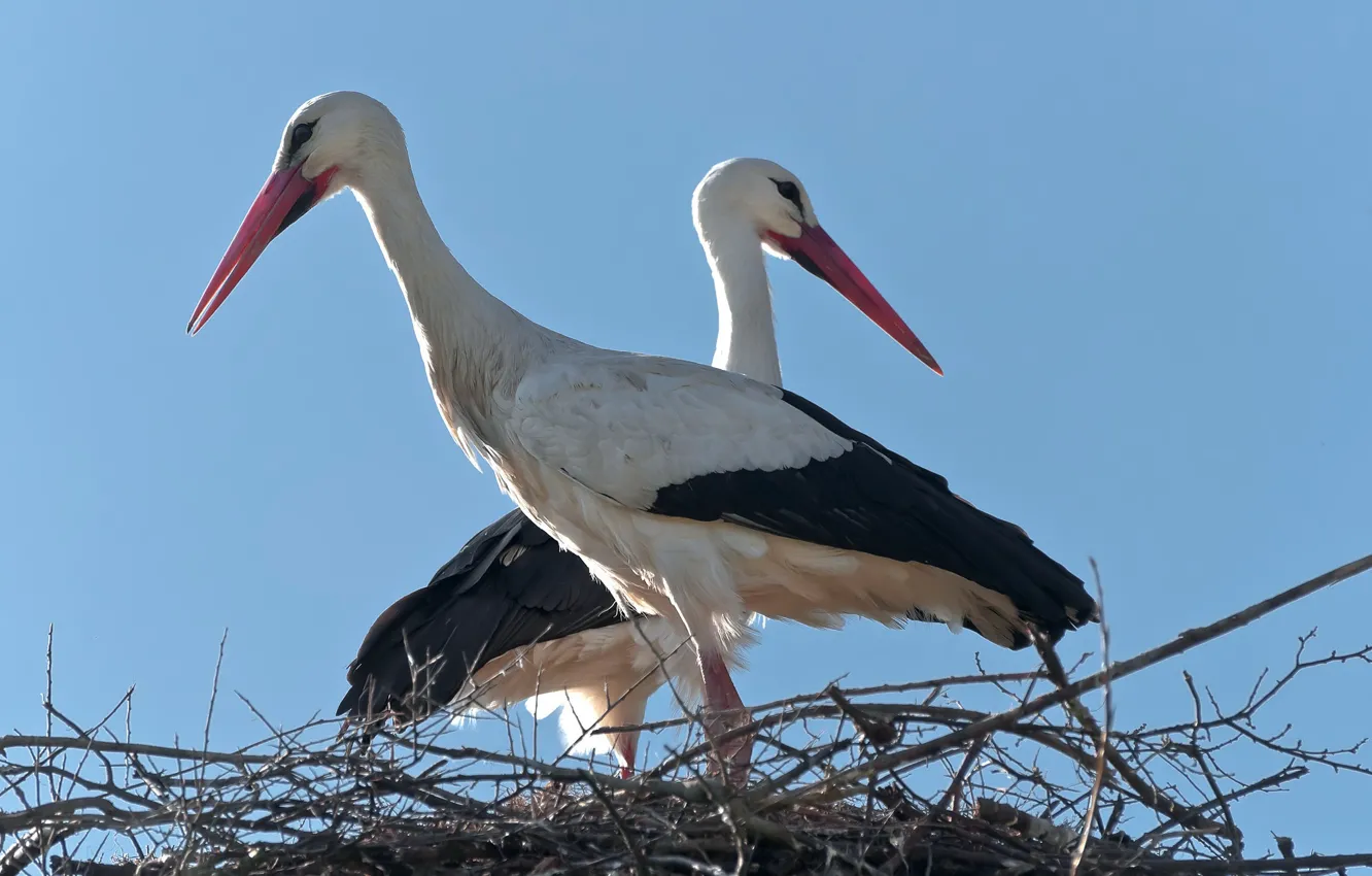 Фото обои птица, гнездо, аист