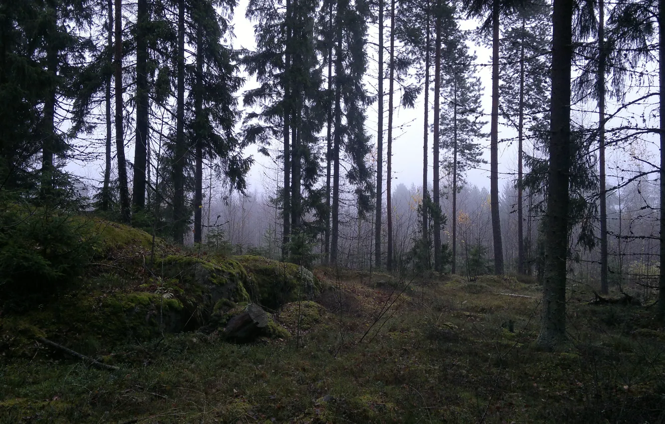 Фото обои осень, лес, деревья, природа, туман, Southwest Finland, Юго-Западная Финляндия