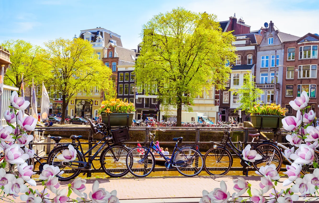 Фото обои мост, велосипед, река, весна, Амстердам, цветение, bridge, blossom