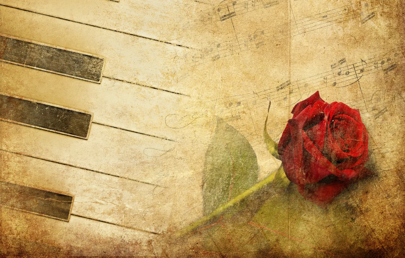 Фото обои цветок, роза, красная роза, фортепиано, красная, vintage, музыку