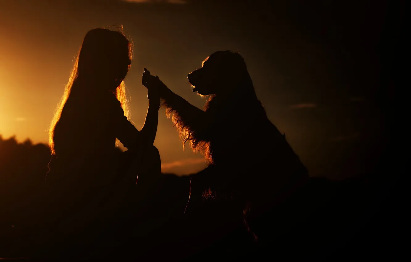 Фото обои девушка, закат, собака