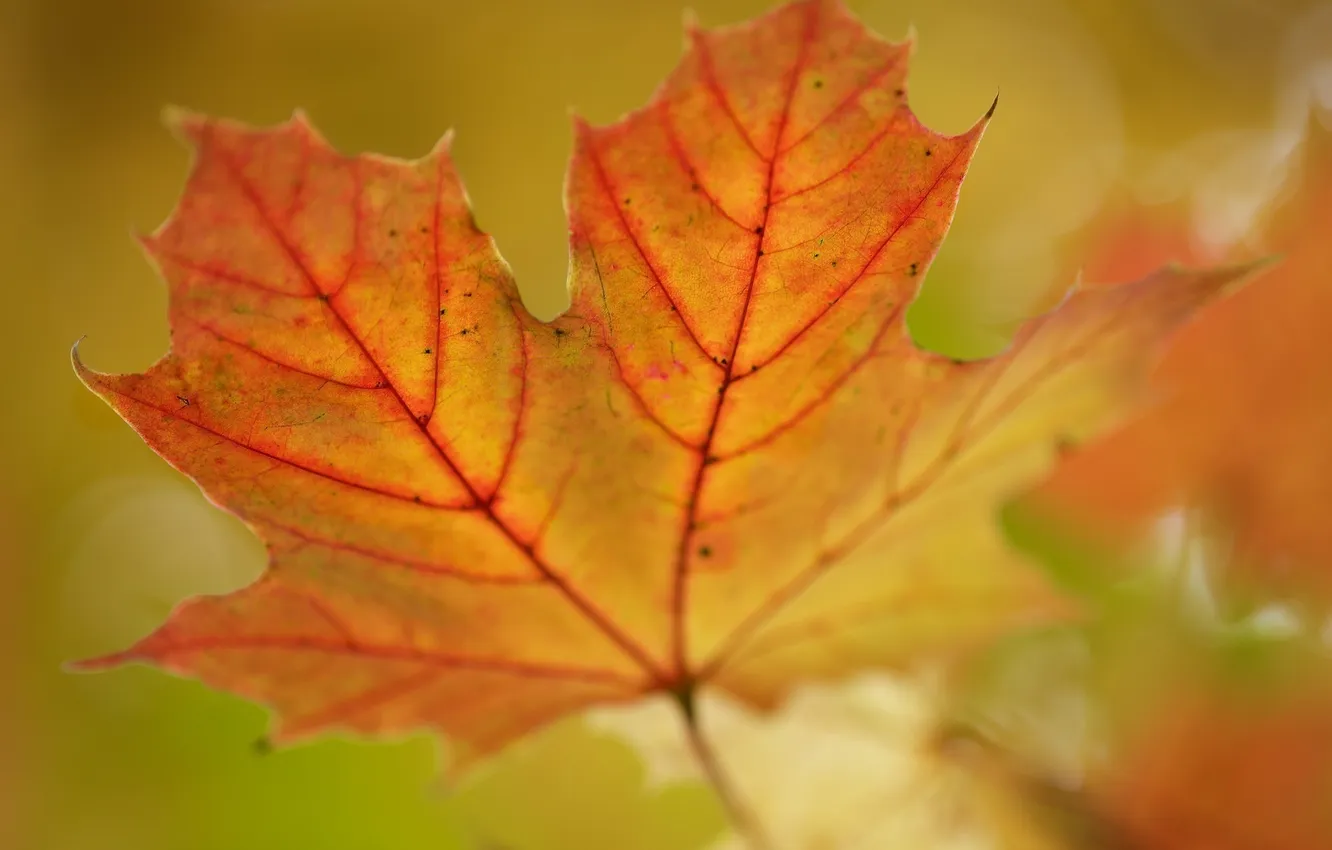 Фото обои осень, макро, лист, цвет, размытие, прожилки