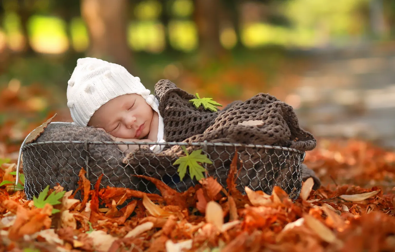 Фото обои осень, корзина, младенец