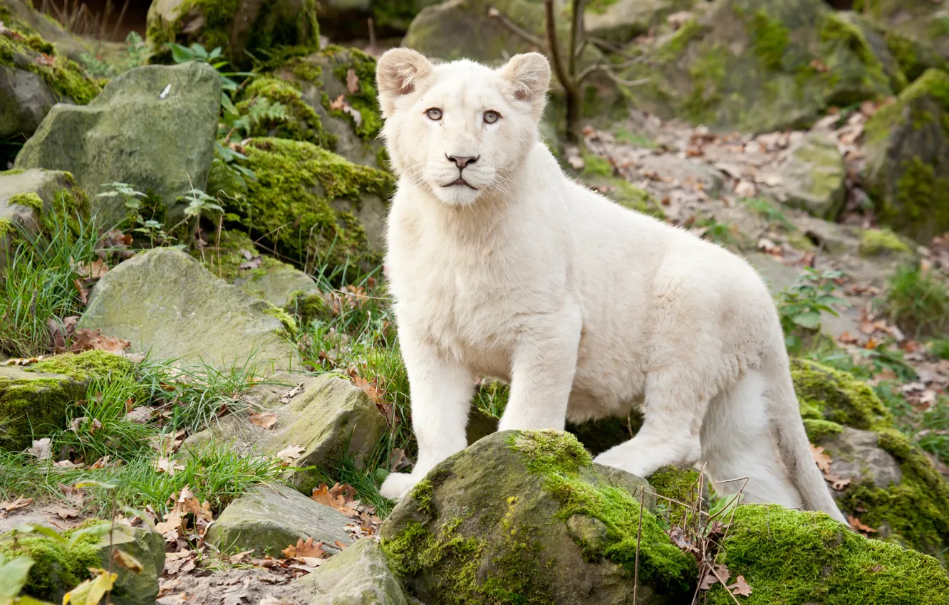 Фото обои кошка, трава, камни, мох, детёныш, львёнок, белый лев