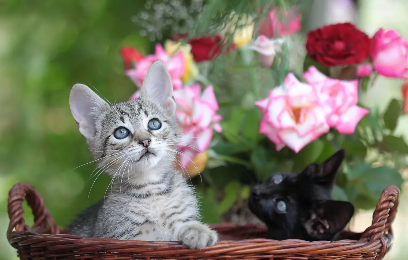 Фото обои кошки, цветы, корзина