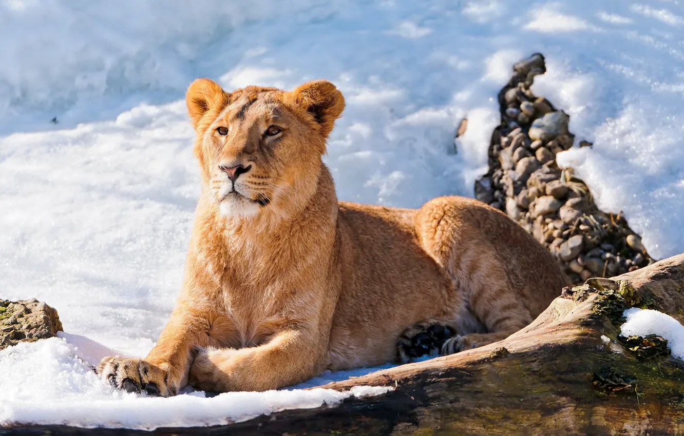 Фото обои лев, лежит, смотрит, молодой, на снегу