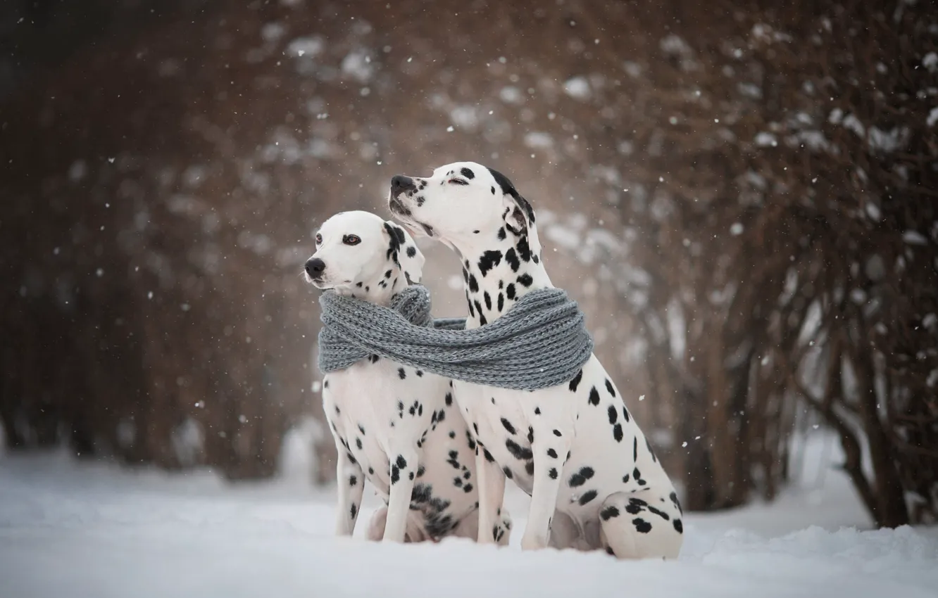 Фото обои зима, собаки, снег, шарф, парочка, Наталья Ляйс, Далматины