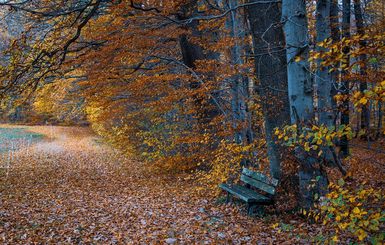 Фото обои осень, листья, деревья, скамейка, парк