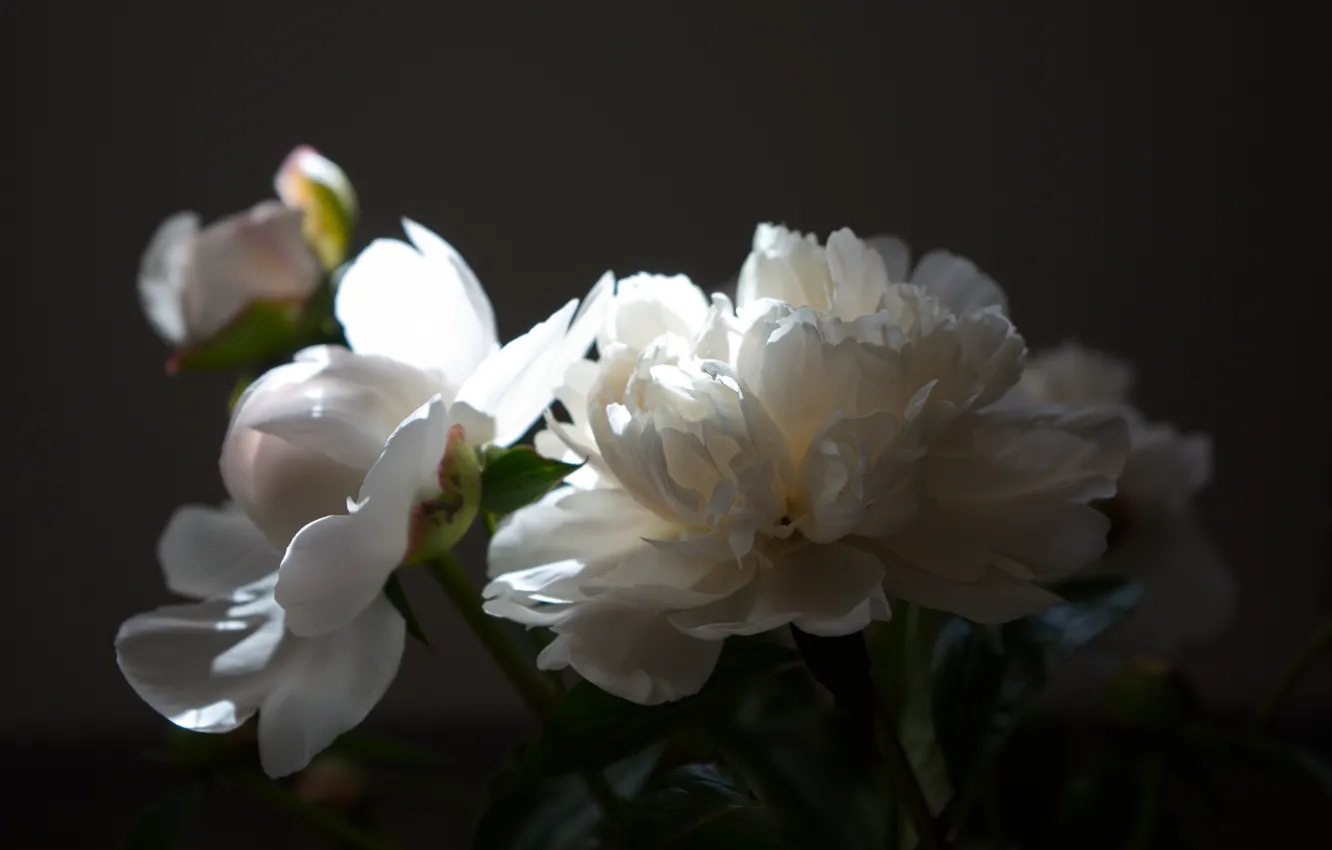 Фото обои цветы, пион, букет пионов, белый пион