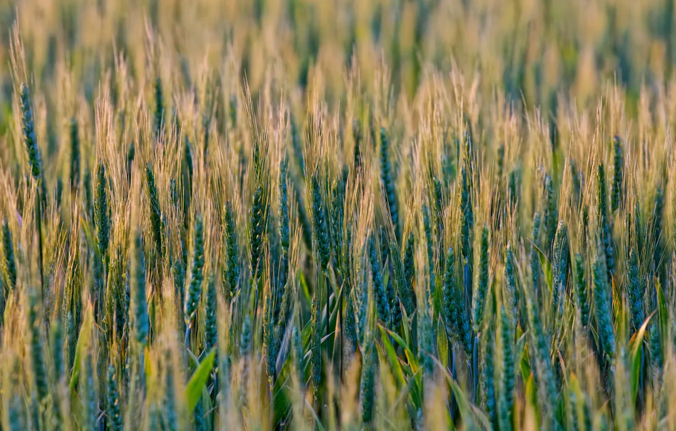 Фото обои пшеница, поле, злак